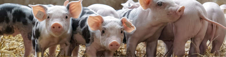 Ferkel stehen nebeneinander in einer Reihe. Drei Ferkel schauen in die Kamera. Zwei Ferkel stehen verkehrt herum und strecken das Gesäß nach vorne Ferkel stehen nebeneinander in einer Reihe. Drei Ferkel schauen in die Kamera. Zwei Ferkel stehen verkehrt herum und strecken das Gesäß nach vorne
